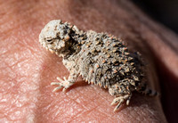 Blainville's Horned Lizard - Phrynosoma blainvillii