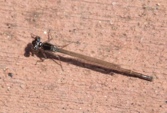 Pacific forktail - Ischnura cervula
