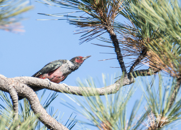 Lewis's Woodpecker - Melanerpes lewis