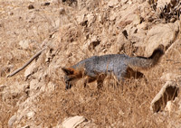 Santa Cruz Island Fox - Urocyon littoralis santacruzae