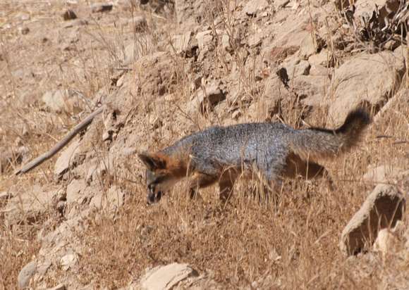 Santa Cruz Island Fox - Urocyon littoralis santacruzae