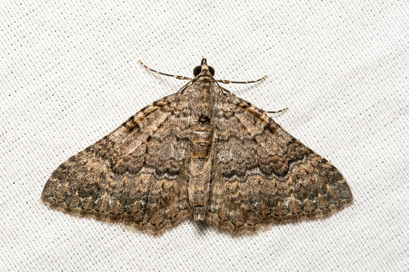 Geometer moth - Archirhoe neomexicana