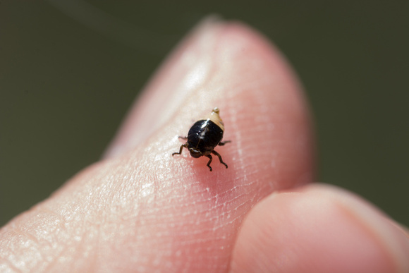 Spittle Bug - Clastoptera juniperina (nymph)