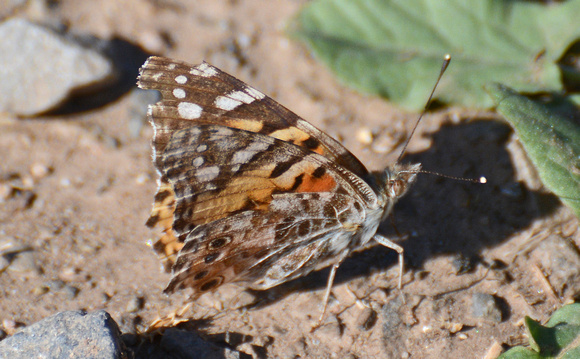 Painted lady - Vanessa cardui