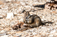 Merriam's Chipmunk - Neotamias merriami