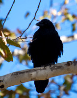 Common Raven - Corvus corax