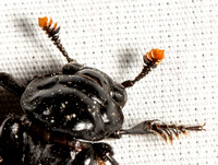 Black burying beetle - Nicrophorus nigrita