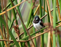 Bronze Mannikin - Spermestes cucullata
