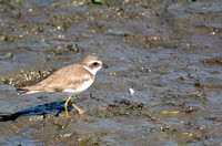 Semipalmated Plover - Charadrius semipalmatus