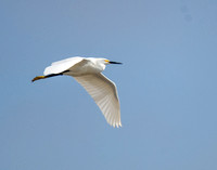 Snowy Egret - Egretta thula