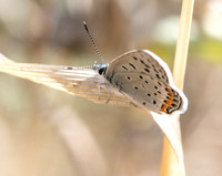 Acmon blue - Icaricia acmon