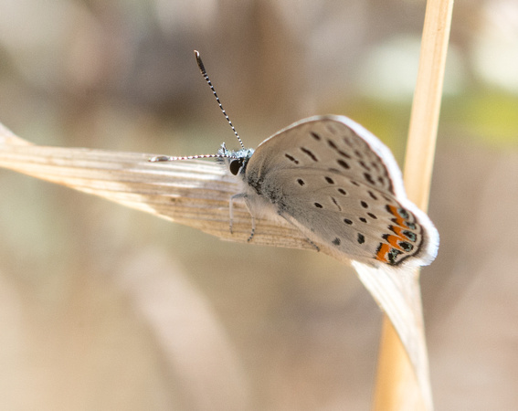 Acmon blue - Icaricia acmon