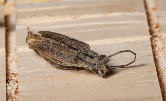 Long-horned beetle - Icosium tomentosum