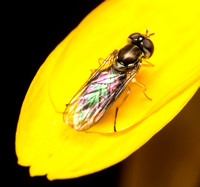 Flower fly - Toxomerus marginatus