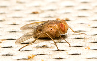 Tachinid fly - Ormia ochracea