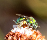 Peridot bee - Augochlorella pomoniella