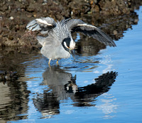 Yellow-crowned Night Heron - Nyctanassa violacea