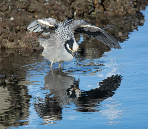 Yellow-crowned Night Heron - Nyctanassa violacea