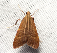 Pyralid moth - Arta epicoenalis