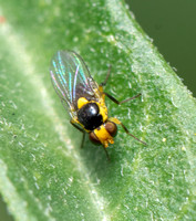 Leaf-miner fly - Liriomyza sp.