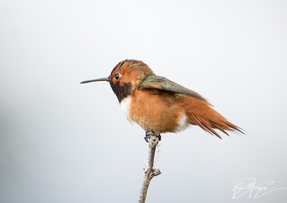 Allen's Hummingbird - Selasphorus sasin