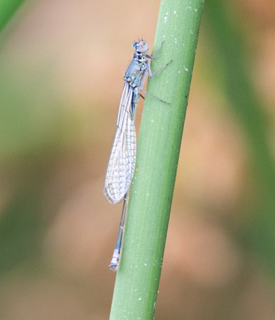 Pacific forktail - Ischnura cervula
