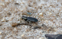 Wetsalts Tiger Beetle - Cicindela haemorrhagica