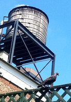 Rock Pigeon from the Penthouse