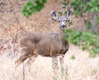 Mule Deer - Odocoileus hemionus