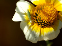 Prairie tree cricket - Oecanthus argentinus