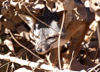 Santa Cruz Island Fox - Urocyon littoralis santacruzae