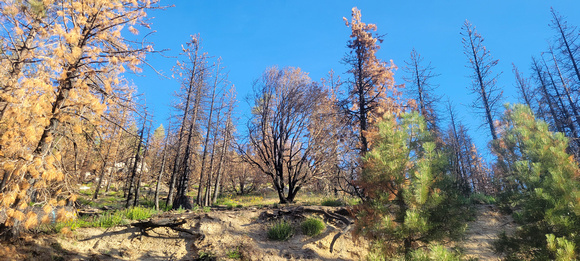 Scars from the 2020 Bobcat Fire