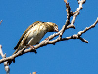 Purple Finch - Haemorhous purpureus
