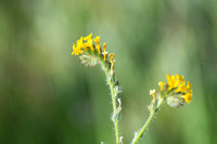 Common Fiddleneck - Amsinckia menziesii