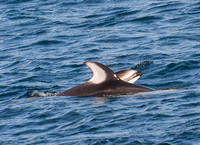 Pacific white-sided dolphin- Lagenorhynchus obliquidens
