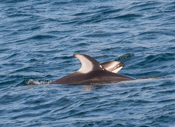 Pacific white-sided dolphin- Lagenorhynchus obliquidens