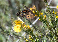 Orange sulphur - Colias eurytheme,Gray Buckeye - Junonia grisea