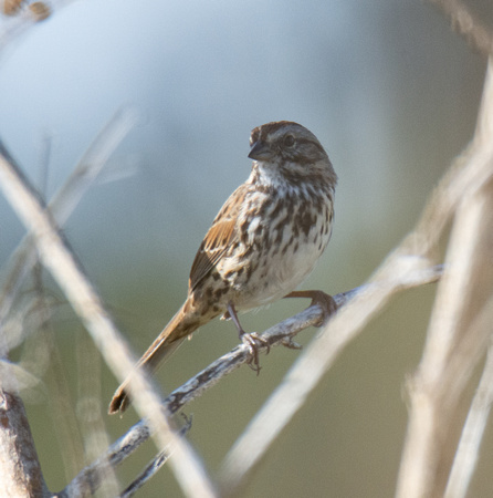 Song Sparrow - Melospiza melodia
