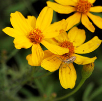 Assassin bug (nymph) - Zelus sp.