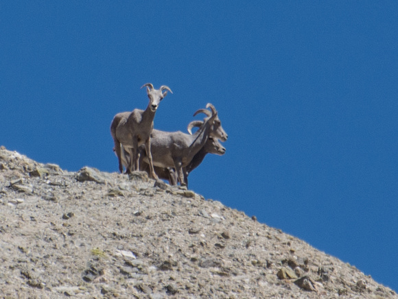 Desert bighorn sheep - Ovis canadensis nelsoni