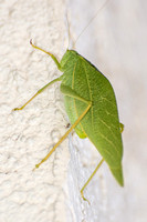 Angle-wing katydid -Microcentrum sp