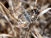 White checkered-skipper - Burnsius albescens