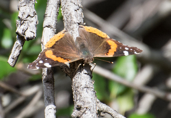 Red admiral - Vanessa atalanta