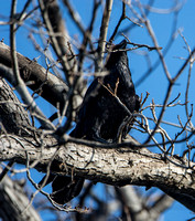 Common Raven - Corvus corax