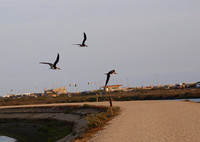 Black skimmer - Rynchops niger
