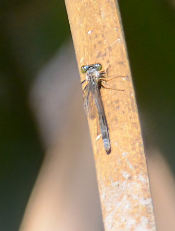 Pacific forktail - Ischnura cervula