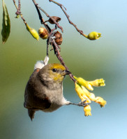 Verdin - Auriparus flaviceps