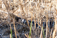 Southern Pacific Rattlesnake - Crotalus oreganus helleri