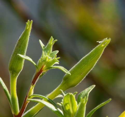 Hooker's Evening Primrose - Oenothera elata (buds)