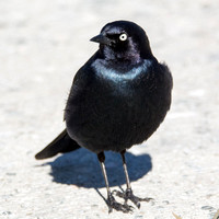 Brewer's Blackbird - Euphagus cyanocephalus